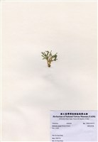 藏品(楔形仙掌藻)的圖片